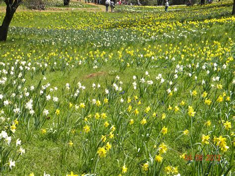 Daffodil Hill, Volcano CA | Daffodils, Beautiful places, Nature