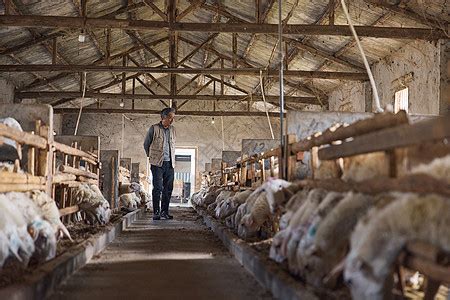 养殖户在羊舍查看羊群高清图片下载-正版图片507705462-摄图网