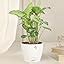 Nurturing Green® Combo of 2 Live Indoor Plants (Njoy & Syngonium White ...
