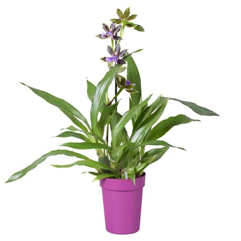 Collections – Orchid-Tree