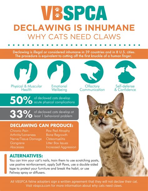 Declawing Cats Alternatives