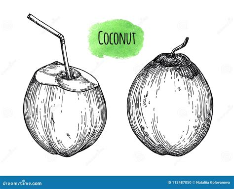 Green Coconut Drawing