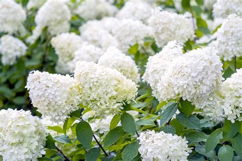 Oakleaf Hydrangea Shade