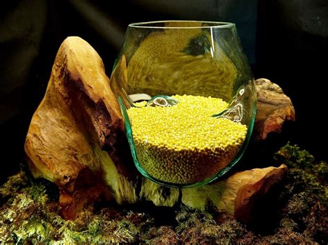 Glas aus Schwemmholz – Bixi Rocks