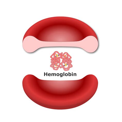 What Is Hemoglobin Ao at Harrison Fitch blog
