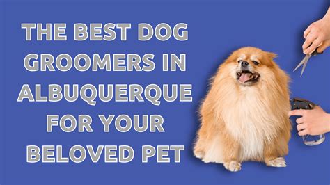 The Best Dog Groomers in Albuquerque for Your Beloved Pet