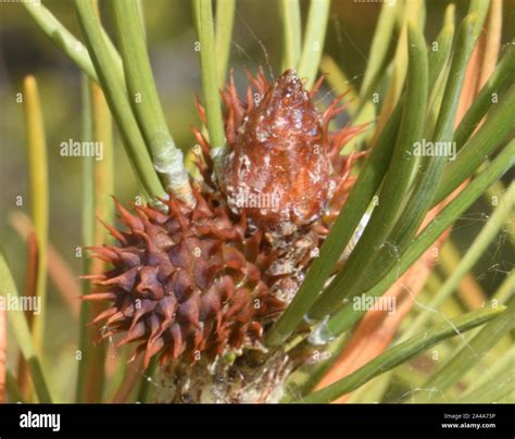 Serotinous cone hi-res stock photography and images - Alamy