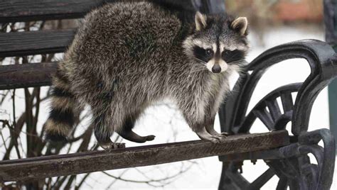 Where Do Raccoons Live: At Night and During the Day?