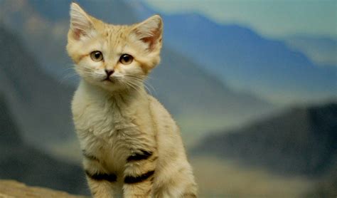 Sand cat facts, distribution & population | BioDB