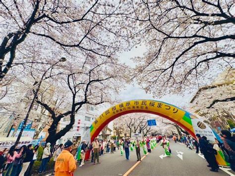 第51回相模原市民桜まつり