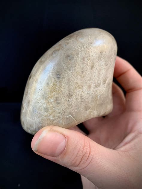 Beautifully Hand Polished Petoskey Stone
