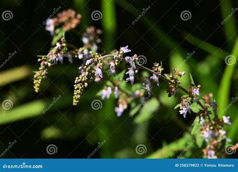 Isodon inflexus flowers. stock photo. Image of isodon - 258379822