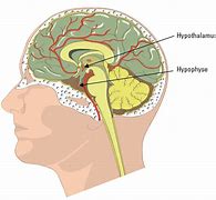 hypothalamus 的图像结果