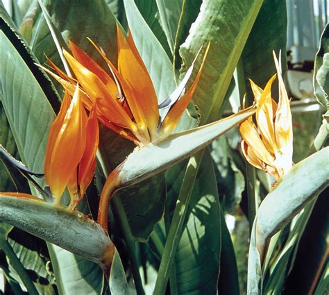 Bird-of-paradise flower | Description & Facts | Britannica