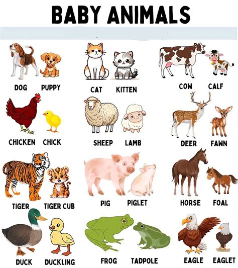 Animal Baby Name: Male, Female & Baby Animals Names in English