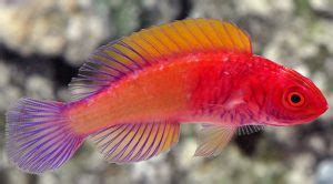 Vastu Shastra benefits of fish aquarium at home: मंद पड़े भाग्य को ...