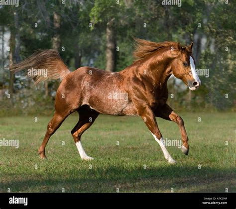 Red roan colored American Quarter Horse stallion Stock Photo - Alamy