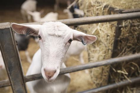 Sick Goat 的图像结果