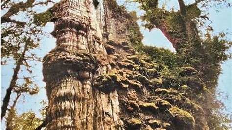 this is the oldest tree on earth its history is before mahab Oldest ...