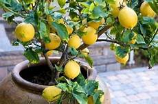 limoni in vaso concimazione concimeazione limoni concime limoni in vaso concimazione concimeazione limoni concime
