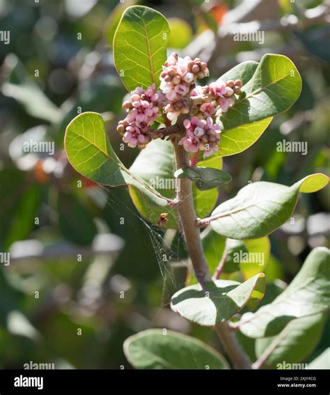 lemonade berry (Rhus integrifolia) Plantae Stock Photo - Alamy