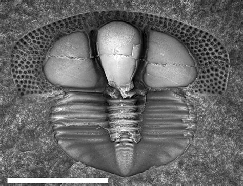 Ordovician Land Animals