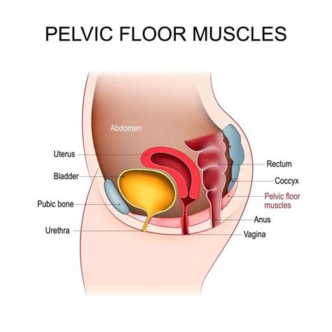 How To Tell If The Pelvic Floor Is Tight Or Weak | Pelvic Diaphragm ...