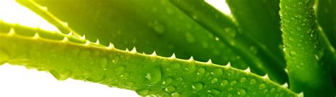 Welcome To Pharmacon Gignos