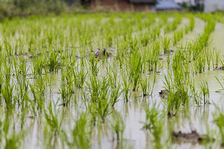 夕阳下的水稻灌溉高清图片下载-正版图片600003692-摄图网