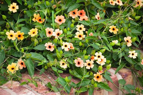 Best Annual Climbing Flowers at Pam Calhoun blog