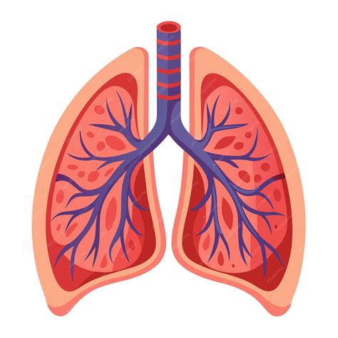 Human lung anatomy clipart vector art and illustration | Premium AI ...