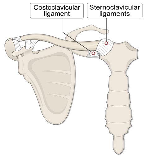 clavicular ligaments, costoclavicular ligament, sternoclavicular ligaments