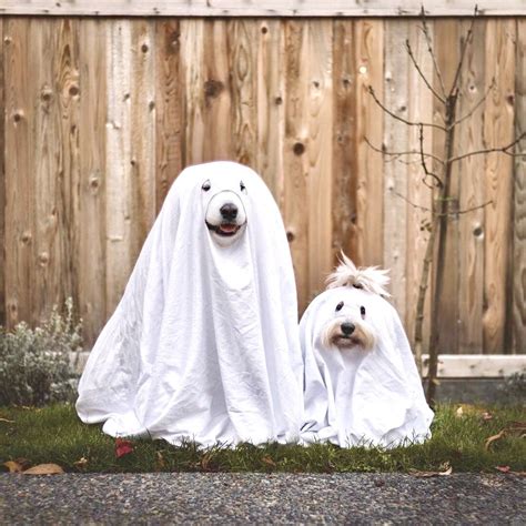 Pin by Ramatkorpe on funny 2 | Dog halloween costumes diy, Dog ...
