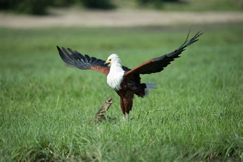 The African Fish Eagle - Know your subject - Bird photography