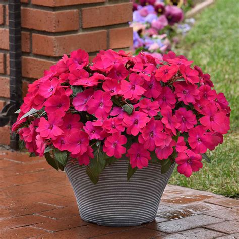 Impatiens Seeds - Solarscape Magenta Bliss | Flower Seeds in Packets ...