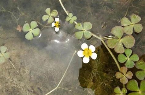 请教，这是种在河里的水生植物，请教名称_百度知道