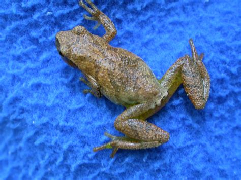 Door to Nature: Spring Peepers - Door County Pulse