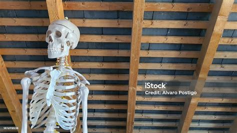 Image result for Ceiling Skeleton