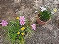 Urban Gardens Rare Mixed Rain Lily Bulbs Mix, Zephyranthus, Rain Lilies ...