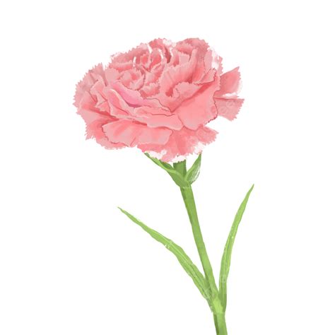 Flor De Clavel Rosa PNG , Clavel, Rosado, Flores PNG y PSD para ...