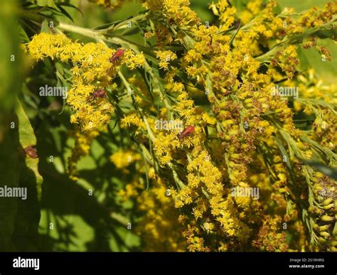 Eastern Boxelder Bug (Boisea trivittata Stock Photo - Alamy