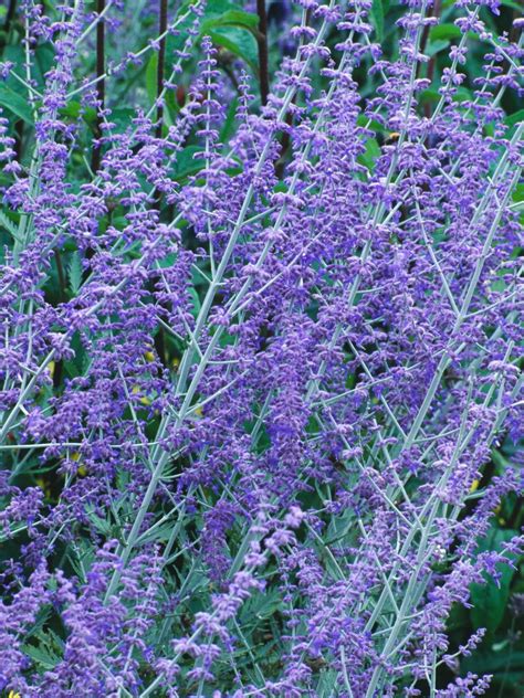 Pruning Russian Sage | Long blooming perennials, Purple garden ...