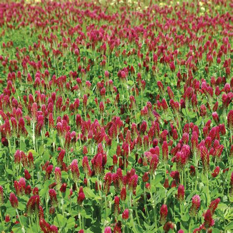 Crimson Clover Clover Seed | Territorial Seed