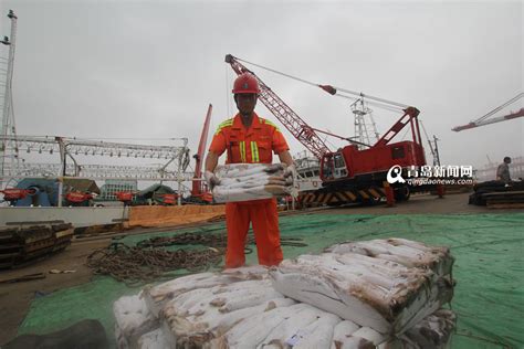 高清：青岛远洋渔船丰收归来 捕捞工月薪万元 - 青岛新闻网