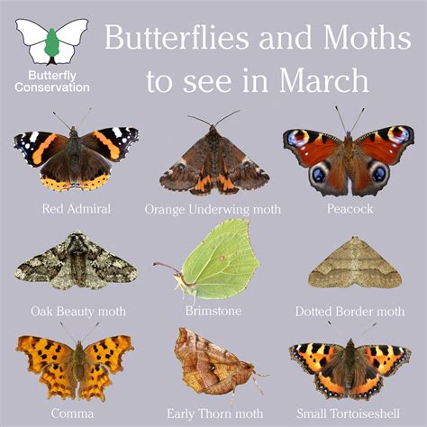 Butterflies and Moths to See in March