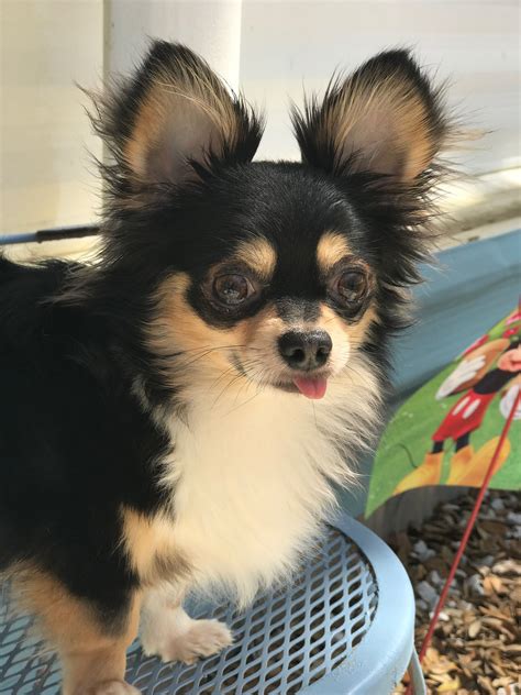 Long Hair Chihuahua: my little Bear