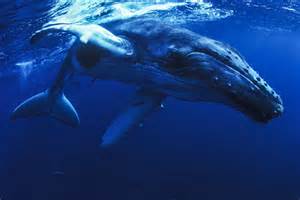 Why whale watching is having a moment—in New York City | National ...