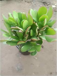 SPYKARTS Crassula Bonsai Plant Price in India - Buy SPYKARTS Crassula ...