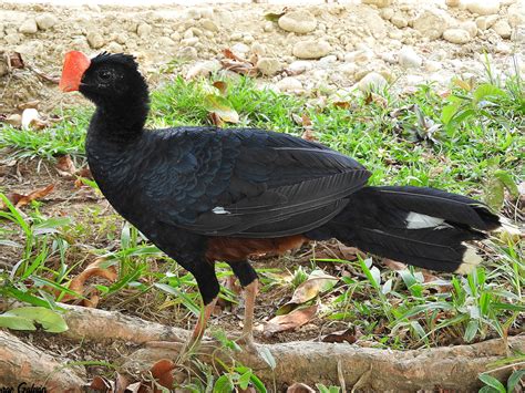 Razor-billed Curassow - eBird