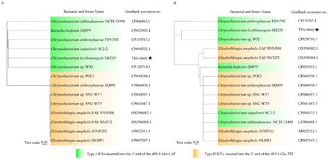 ICECleSHZ29: Novel Integrative and Conjugative Element (ICE)-Carrying ...